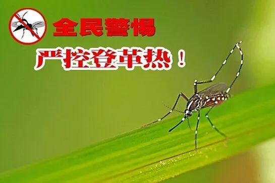 登革热健康防控指南